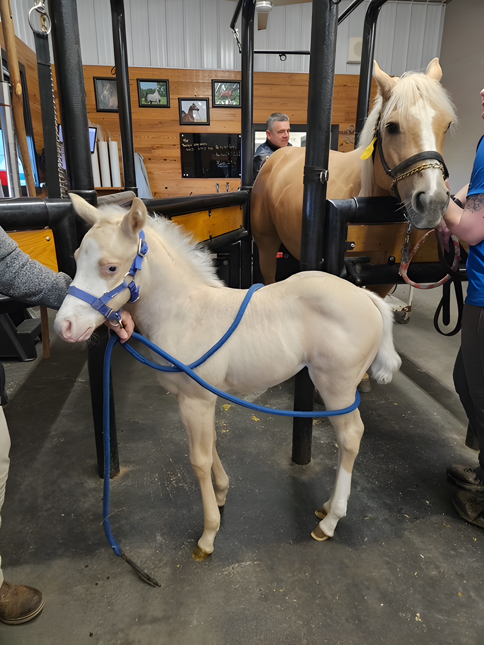 Baby Horse (Foal) at Buttermilk Farm